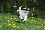 BORDER COLLIE 905